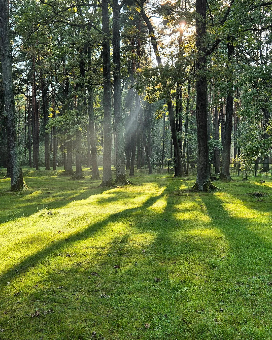 A serene forest scene shows sunlight streaming through tall trees onto a vibrant green lawn. Long shadows stretch across the grass, emphasizing the low angle of the sun. Dense foliage and scattered undergrowth create a natural, peaceful atmosphere. The overall mood is calm and refreshing, evoking a quiet morning or late afternoon in nature.