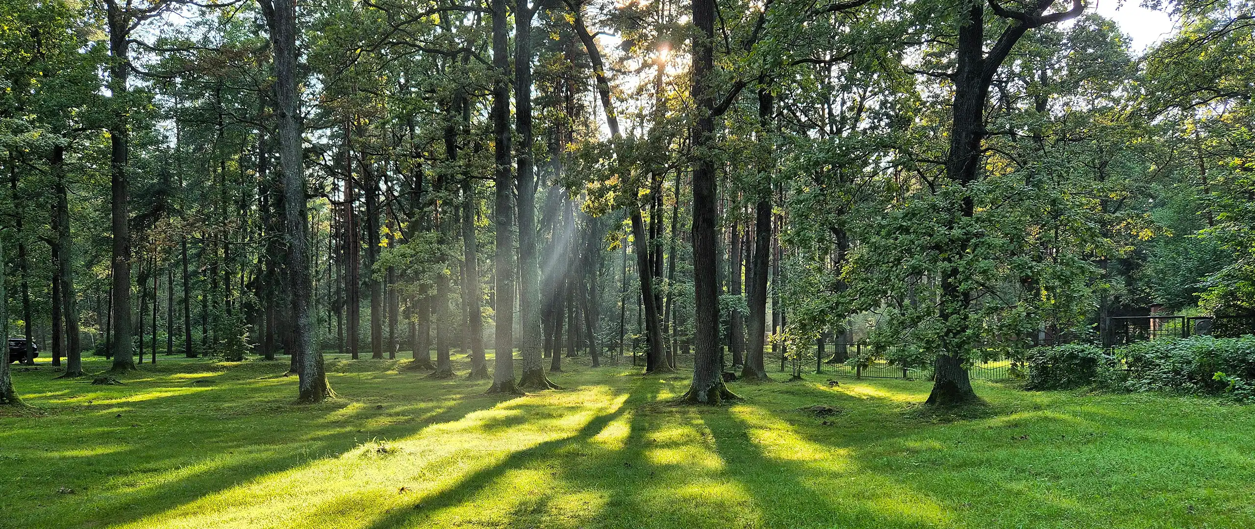 A serene forest scene shows sunlight streaming through tall trees onto a vibrant green lawn. Long shadows stretch across the grass, emphasizing the low angle of the sun. Dense foliage and scattered undergrowth create a natural, peaceful atmosphere. The overall mood is calm and refreshing, evoking a quiet morning or late afternoon in nature.