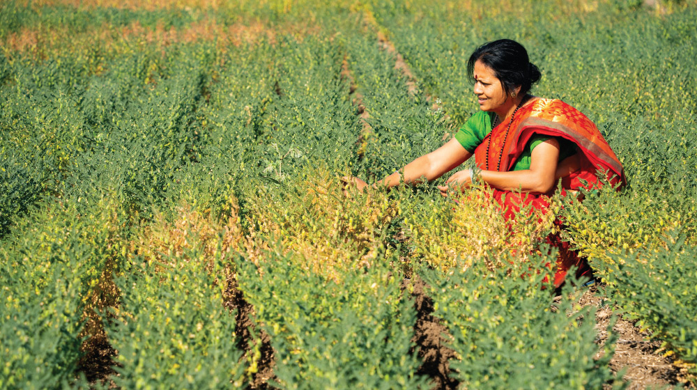 Indian woman in chickpea field.