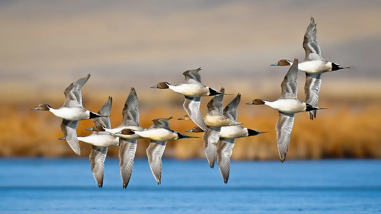 A flock of ducks is captured in mid-flight above a calm blue body of water. The birds are closely grouped, showing outstretched wings and streamlined bodies as they move in the same direction. In the background, soft golden-brown reeds and distant hills create a natural, tranquil landscape. The image emphasizes motion, wildlife behavior, and the harmony of birds in flight.