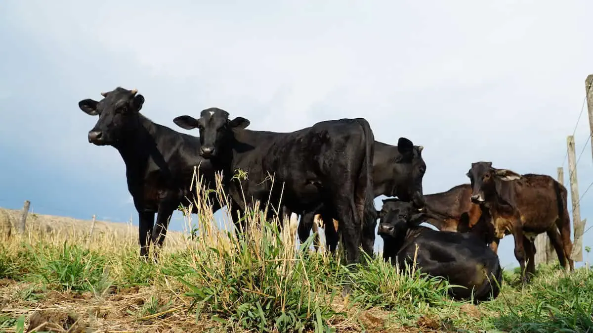 Photo of a live stock in green pasture